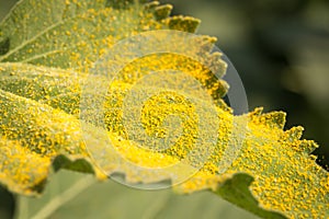 Yellow pollen on green leaf