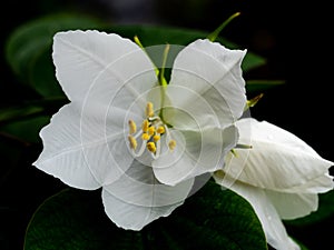 Yellow Pollen of White Kalong Flower Blooming