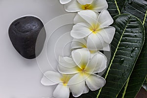 Yellow pollen and white petal frangipani or plumeria flowers wit