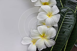 Yellow pollen and white petal frangipani or plumeria flowers wit