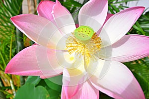 Yellow pollens and green fruit in beautiful petals of lotus flower