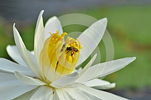 Yellow pollens of white water lily flower with bees