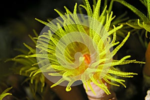 Yellow polyp