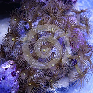Yellow Polyp Coral