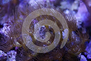 Yellow Polyp Coral