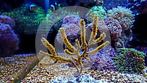 Yellow Polyp Gorgonian coral