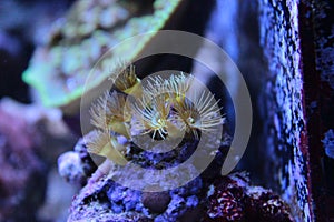 Yellow polyp parazoanthus coral