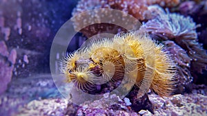 Yellow polyp parazoanthus coral