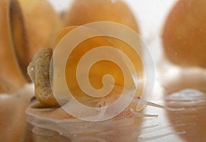 yellow Pomacea in studio