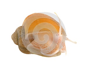 yellow Pomacea in studio