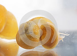 yellow Pomacea in studio