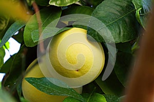 Yellow Pomelo fruit (Pummelo or Citrus maxima) hanging on the tree