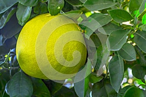 Yellow pomelo surrounded by green leaves hanging on a tree branch