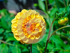 Yellow pompom dahlia in a garden with blurred background