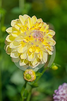 Yellow Pompon Dahlia