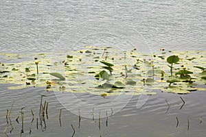 Yellow pond lilies in Nickerson State Park in Massachusetts
