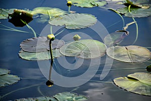 Yellow pond lily