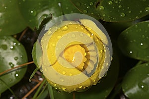 Yellow pond lily flower with water droplets in New Hampshire.
