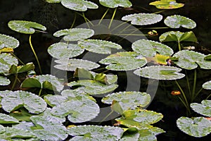 Yellow Pond Lily Pads  842461