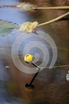 Yellow Pond Lily Spatterdock Nuphar lutea