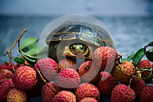 A yellow pond turtle crawls on a pile of Guiwei lychees.