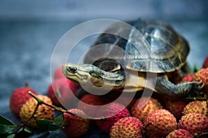 A yellow pond turtle crawls on a pile of Guiwei lychees.