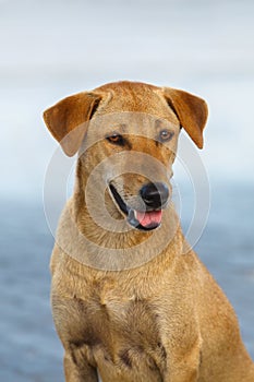 Yellow pooch dog posing on street blur background