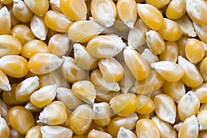Yellow popcorn kernels photo