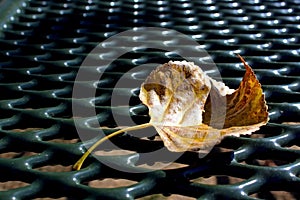 Leaves on picnic table in Jess Martin Park, Julian, California photo