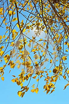 Yellow poplar tree in Jess Martin Park, Julian, California photo