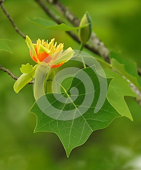 Yellow Poplar flower and leaf