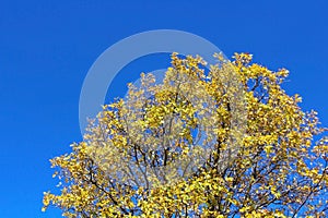 Yellow poplar in Jess Martin Park, Julian, California photo