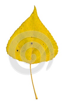 Yellow poplar leaf on white isolated background