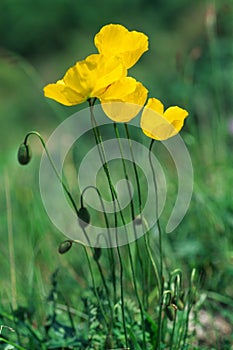 Yellow poppies