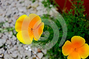 Yellow poppies