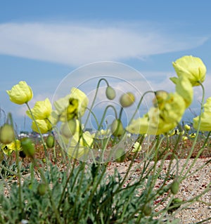 Yellow poppies in the wild against a blue sky.