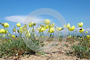 Yellow poppies in the wild against a blue sky.