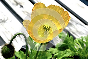 Yellow Poppy Against Aged Wood