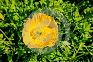 Yellow poppy flower