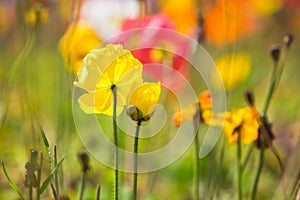 Yellow poppy flower 2