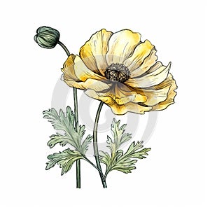 Yellow Poppy Flower Watercolor Painting On White Background