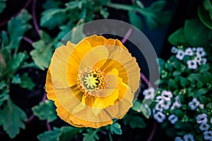 Yellow poppy flower top view.