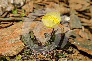 Yellow poppy flowers mountains closeup