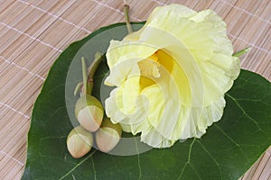 Yellow Portia flower blossoms photo