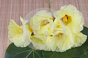 Yellow Portia flower photo