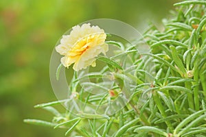Yellow portulaca flower
