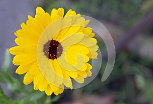 Yellow pot marigold flower