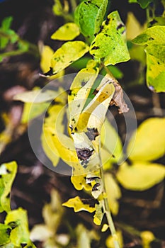 Yellow potato leaves, chlorophyll deficiency photo