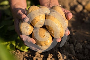 Yellow Potatoes On Hands Of Gardener On Potato Field In Sunny Da