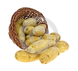 Yellow potatoes spilling from basket